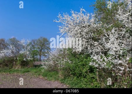 blooming blackthorn hedge (prunus spinosa), oldenburger münsterland, niedersachsen, germany Stock Photo