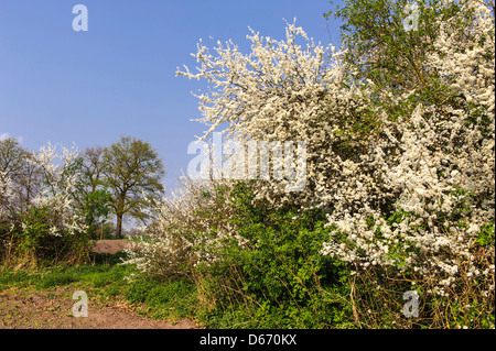 blooming blackthorn hedge (prunus spinosa), oldenburger münsterland, niedersachsen, germany Stock Photo