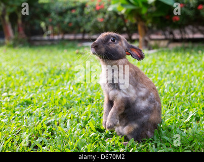 Brown little rabbit standing on hind legs in the garden on the green grass Stock Photo