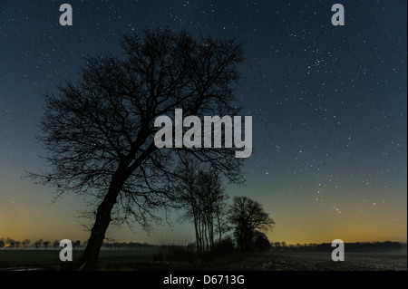 starry sky with trees, niedersachsen, germany Stock Photo