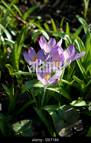Crocus vernus growing in cultivation in Surrey, UK. March. Stock Photo