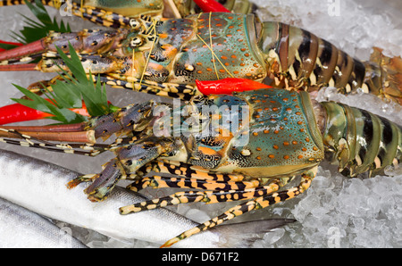 fresh lobster on ice with chili papers Stock Photo