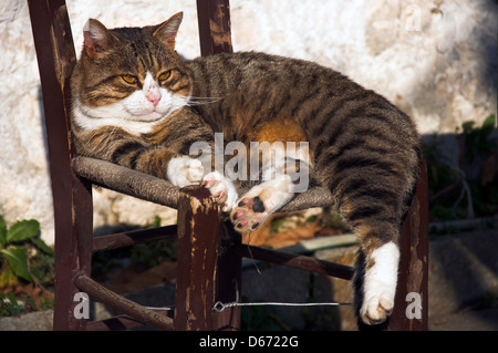 Big tomcat lying outdoors on an old chair dosing in the sun Stock Photo