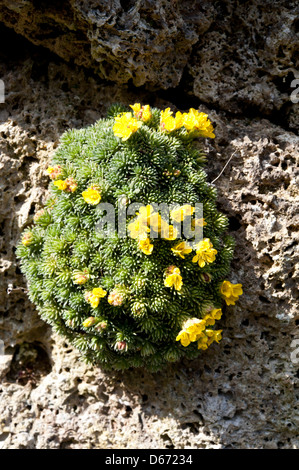 Saxifraga species growing on limestone rocks. April. Stock Photo