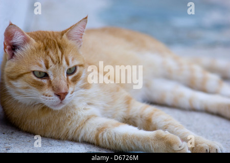 Lazy ginger cat lying outdoors watching something Stock Photo