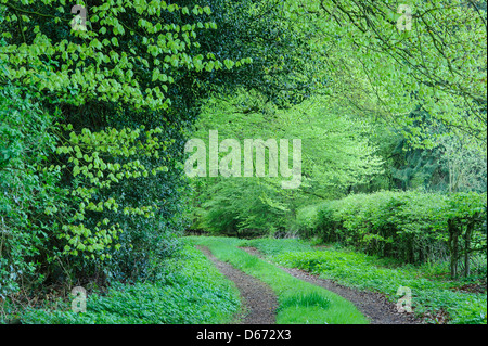 beech forest, herrenholz, goldenstedt, vechta district, niedersachsen, germany Stock Photo