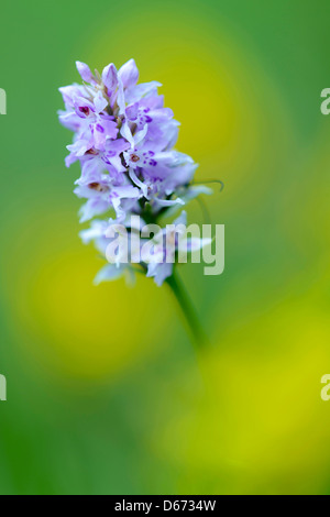 heath spotted orchid, dactylorhiza maculata Stock Photo