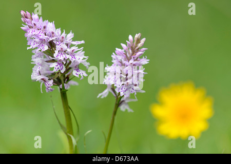 heath spotted orchid, dactylorhiza maculata Stock Photo