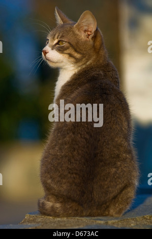 Rear view of a young tomcat looking sideways Stock Photo
