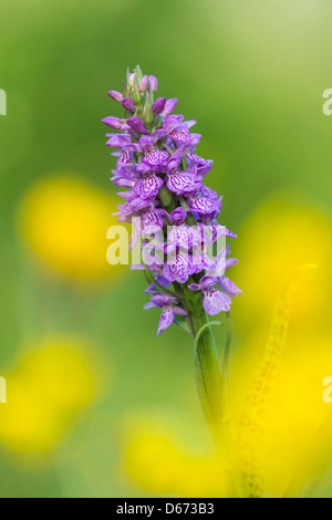 southern marsh orchid, dactylorhiza praetermissa Stock Photo