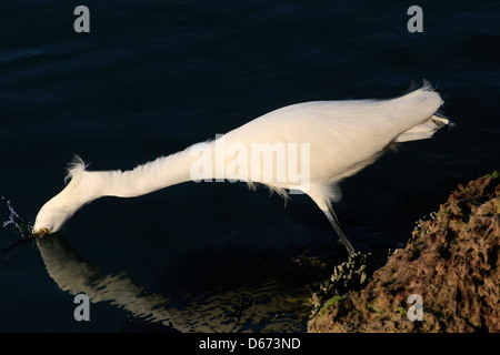 The Snowy Egret (Egretta thula) is a small white heron It is the American counterpart to the very similar Old World Little Egret Stock Photo