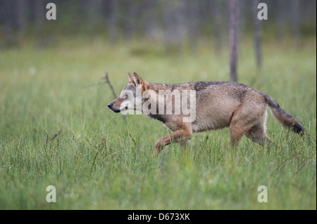 gray wolf, canis lupus, finland Stock Photo