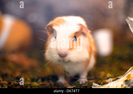 Guinea Pig. Cusco, Peru Stock Photo