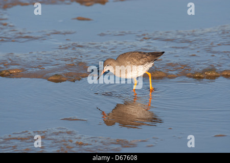 tringa totanus - Redshank wading in estuary feeding, reflected in the water Stock Photo
