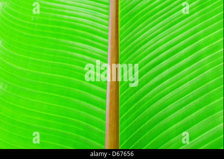 Green texture of banana leaf. Nature background Stock Photo