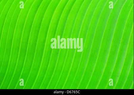 Green texture of banana leaf. Nature background Stock Photo