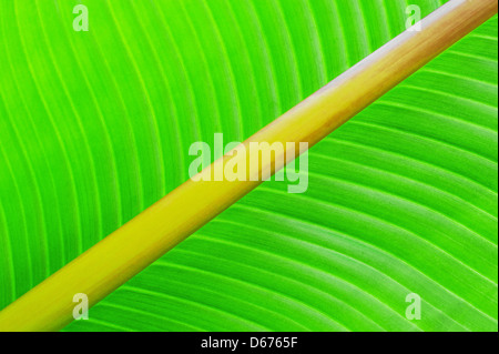 Green texture of banana leaf. Nature background Stock Photo