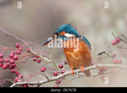 Alcedo atthis - Kingfisher sitting on a branch surrounded by red berries Stock Photo
