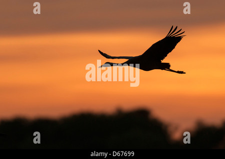 crane at sky, grus grus, germany Stock Photo