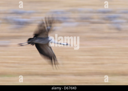 crane flying over field, grus grus, germany Stock Photo