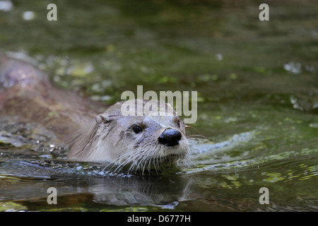 North American River Otter (Lutra canadensis) = (Lontra canadensis) Swimming, Prague Zoo, Czech Republic