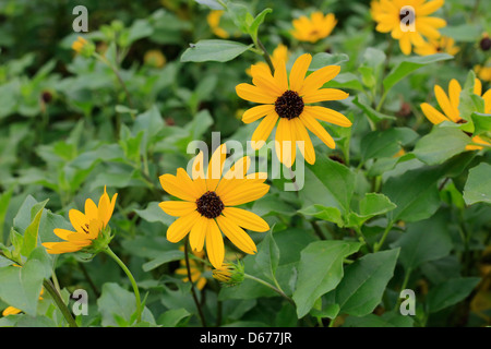 Rudbeckia hirta, black-eyed Susan, is a species of flowering plant in the family Asteraceae, native to the central United States Stock Photo