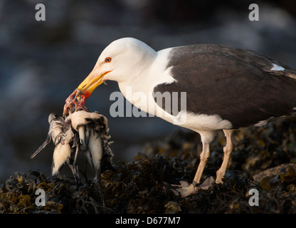 Larus marinus - great black-backed gull feasting on Manx Shearwater Stock Photo