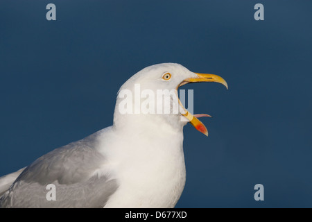 Larus argentatus - herring gull beak wide open, tongue showing Stock Photo