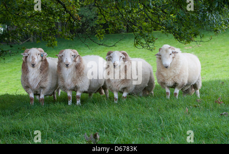 Group of Welsh Mountain sheep Stock Photo