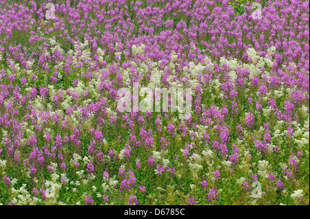 willowherbs, epilobium, lauvsnes, flatanger kommune, nord-trondelag fylke, norway Stock Photo