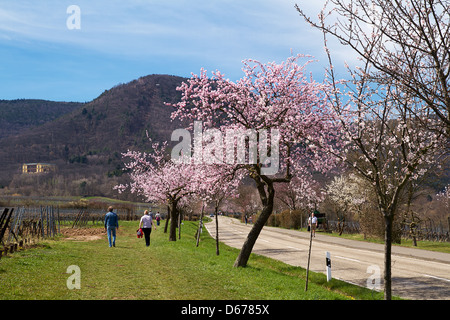 Almond blossoms in the Southern Palatinate, Rhineland-Palatinate, Germany Stock Photo