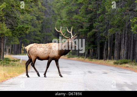 Male Elk or Wapiti (Cervus canadensis) crossing road in Banff National Park Alberta Canada Stock Photo