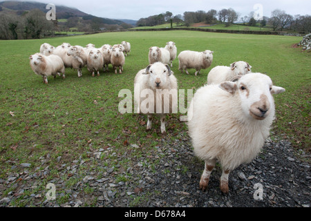 Group of Welsh Mountain sheep Stock Photo