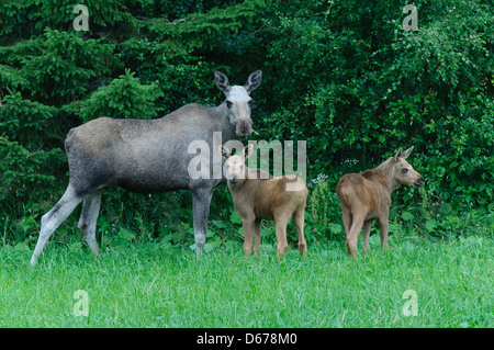 eurasian elk cow with two calves, alces alces, norway Stock Photo
