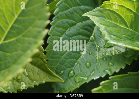 Rain drops on leaves Stock Photo