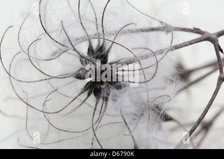 Macro or close up of Clematis Vitalba, Travellers Joy,Old Mans beard. This shows the seeds of the plant. Stock Photo