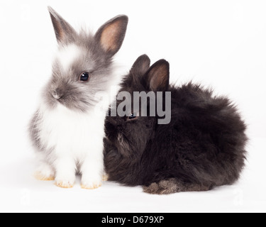 Two rabbits cuddling together isolated on a white background. Stock Photo