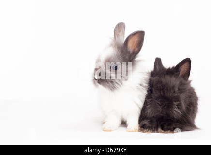 Two rabbits cuddling together isolated on a white background. Stock Photo