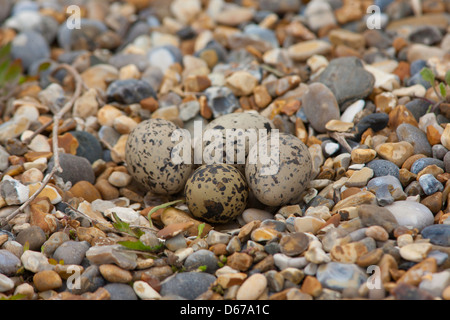 Haematopus ostralegus - Oyster catcher next with 4 eggs laid on pebble beach Stock Photo