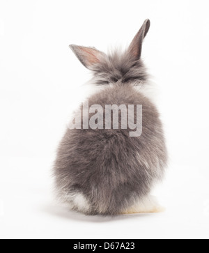 Gray rabbit bunny isolated on white background Stock Photo - Alamy