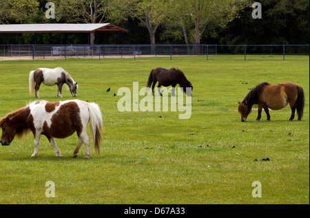 Miniature horses grazing in a pasture of green grass near Los Olivos, California Stock Photo