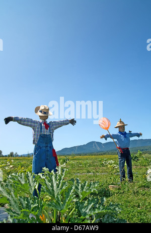 Rural scene - two scarecrows in the field. Stock Photo