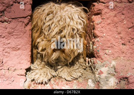 Shaggy haired dog looking out of window in a stone house in the Ourika Valley, Morocco. Stock Photo