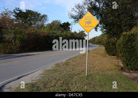 gopher tortoise (Gopherus polyphemus) crossing road sign on Sanibel Island, Florida, USA Stock Photo