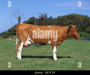 Guernsey cow in field, Saint Martin Parish, Guernsey, Channel Islands Stock Photo