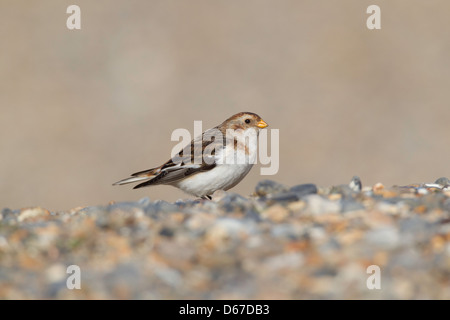 Plectrophenax nivalis - snow bunting feeding on pebble beach Stock Photo