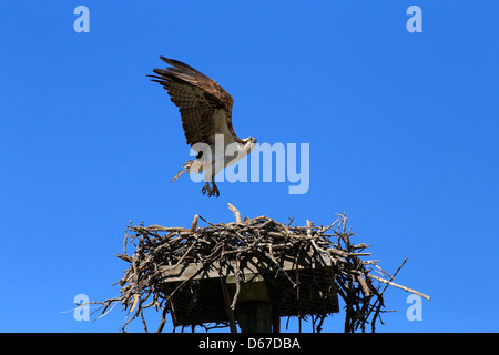 The Osprey (Pandion haliaetus), sometimes known as the sea hawk, fish eagle or fish hawk, landing on a nest built on a platform Stock Photo