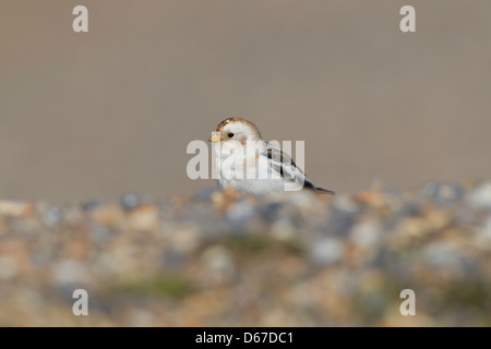 Plectrophenax nivalis - snow bunting feeding on pebble beach Stock Photo