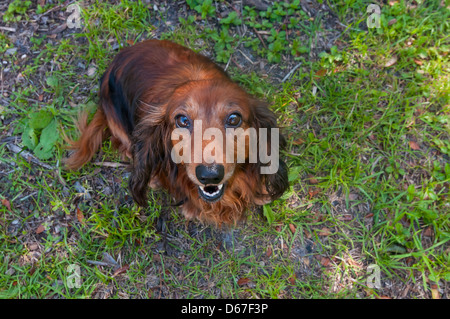 Long haired red dachshund posing for the camera Stock Photo