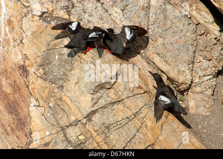 Black guillemot Stock Photo